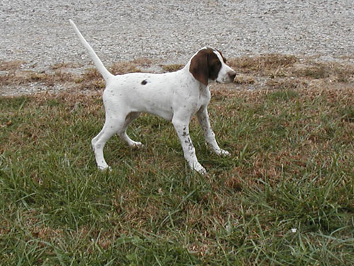 Striking Elhew Mack x Nitro's Elhew Seamaid pup